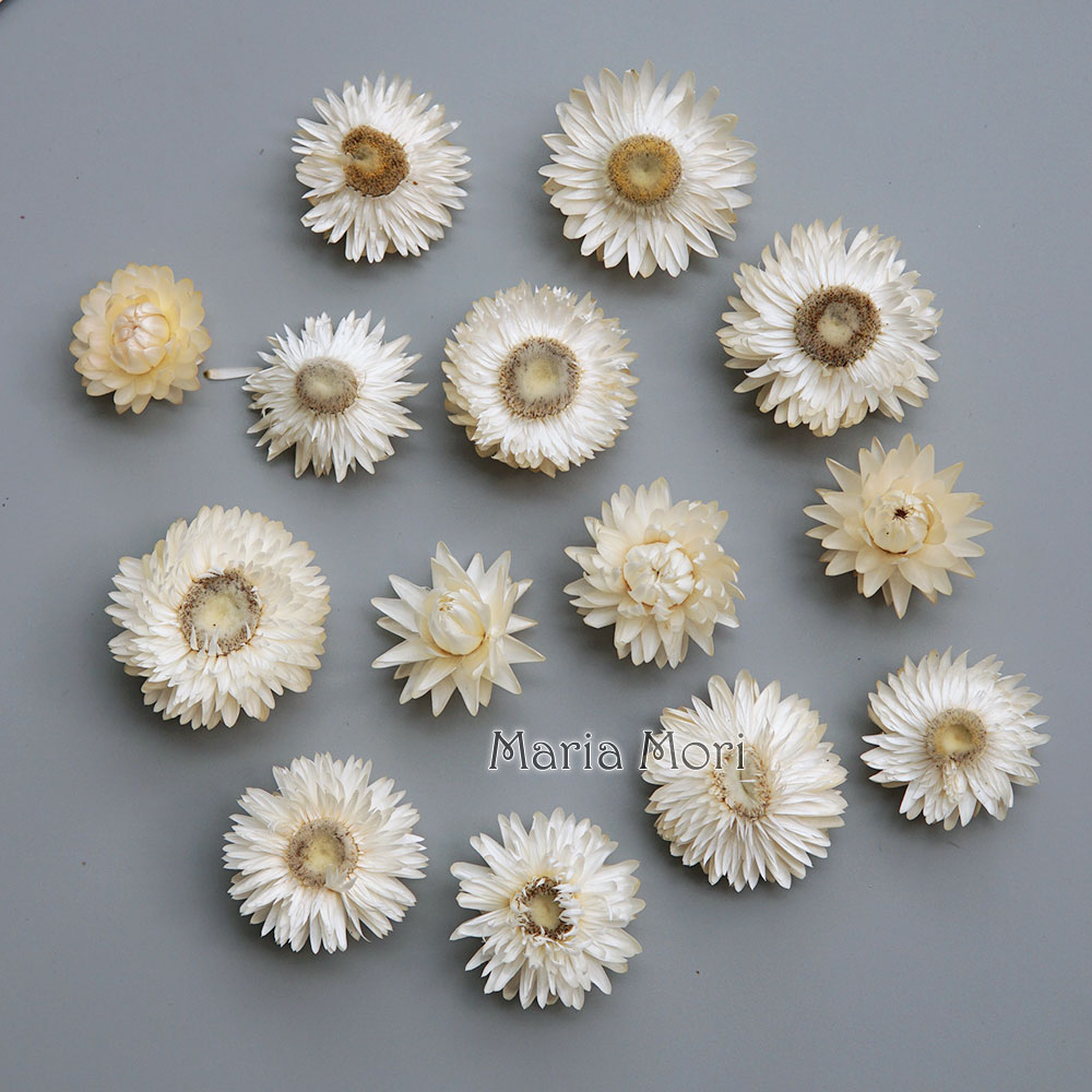 Candle Making Supplies Online - Corona de crisantemo colorida seca Natural,
